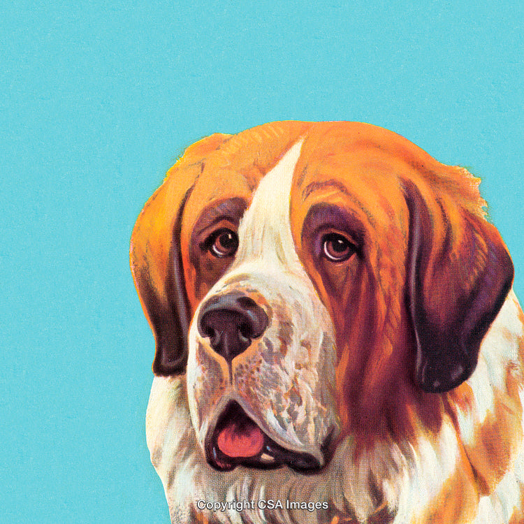 Portrait of a Saint Bernard Dog Against a Bright Colored Background