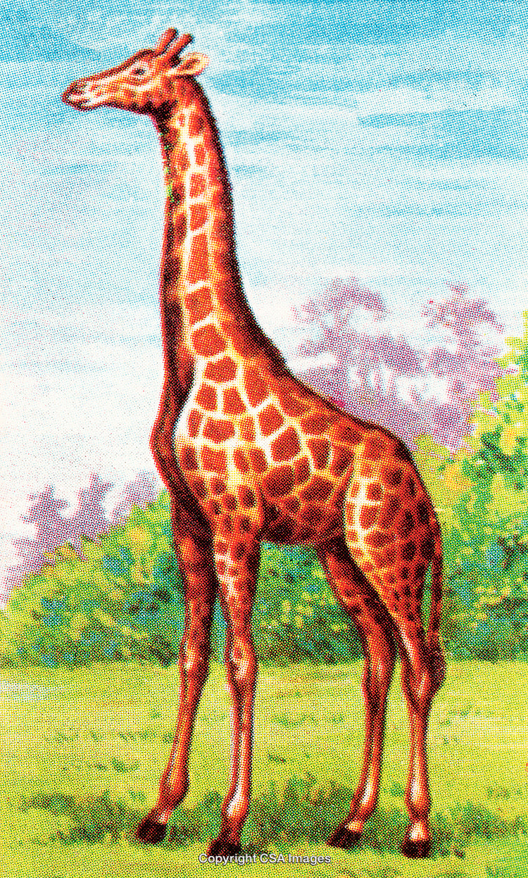 Vintage Illustration of a Giraffe in a Natural Habitat Setting