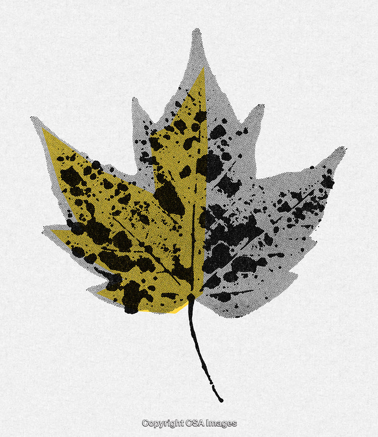 Artistic Grunge Illustration of a Maple Leaf in Halftone Style