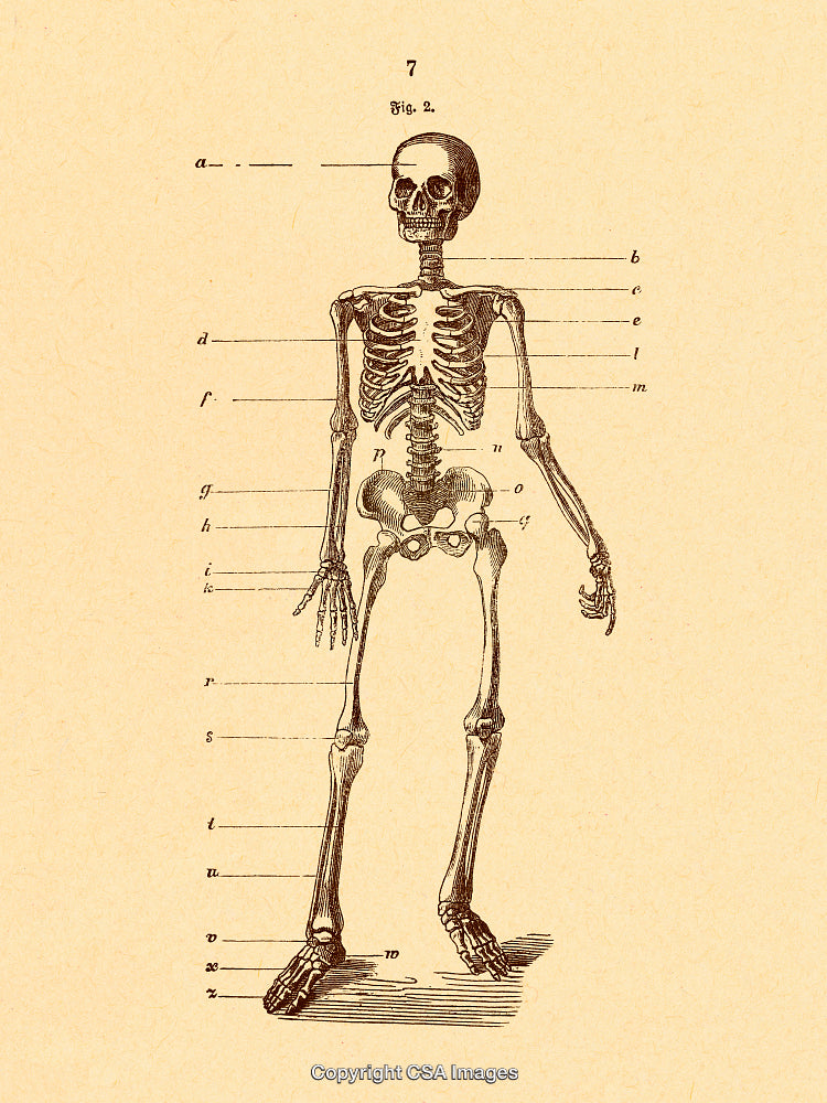 Vintage Anatomical Illustration of the Human Skeleton with Labeled Bones
