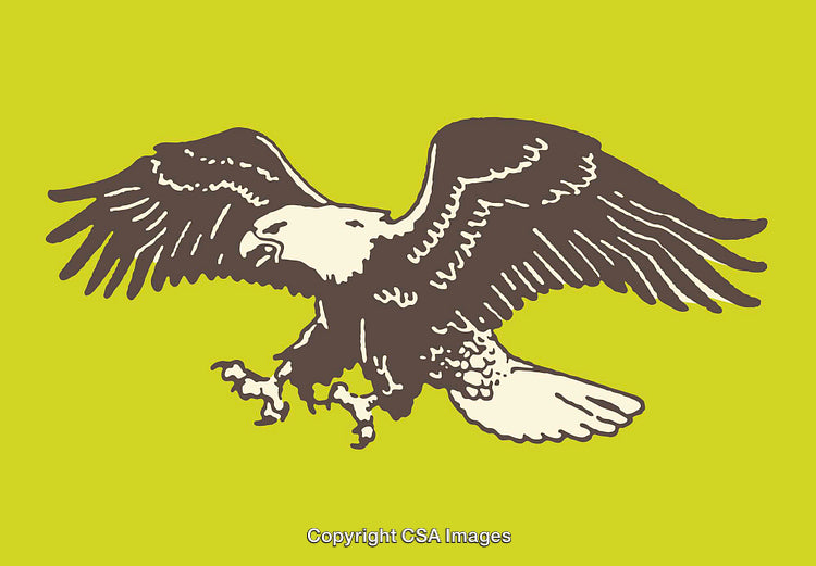 Illustrated Eagle in Line Art Style with Vibrant Background