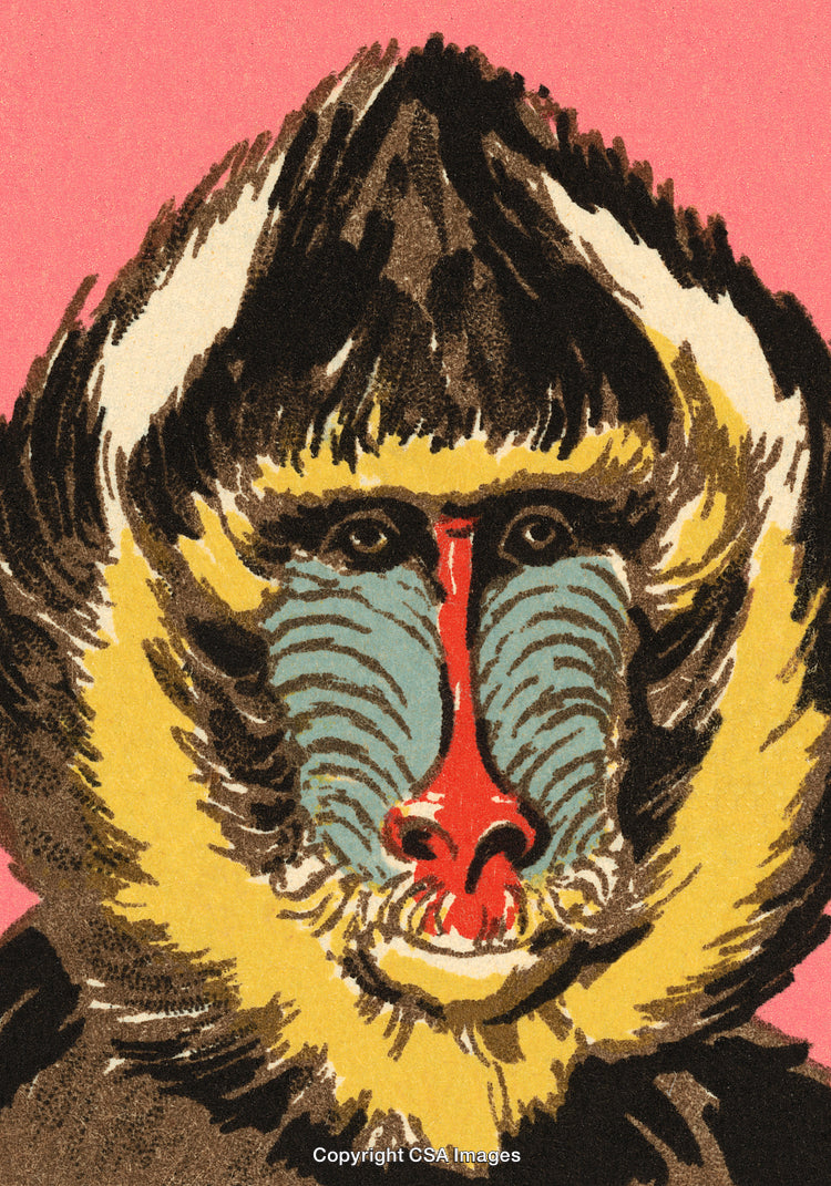 Illustration of Mandrill with Vibrant Colors on a Pink Background