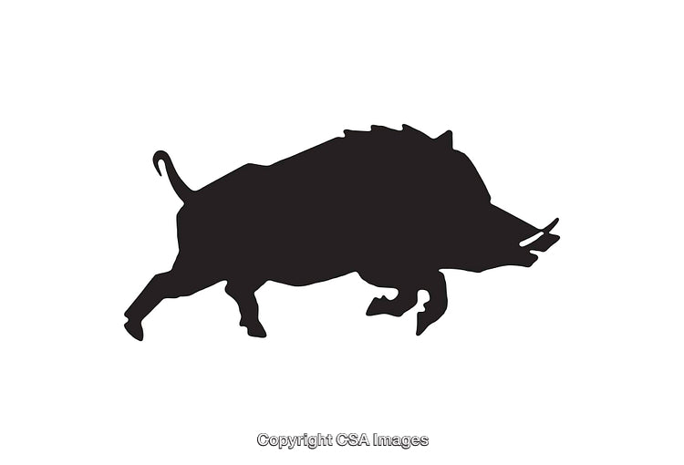 Wild Boar Silhouette Black Icon Isolated on White Background