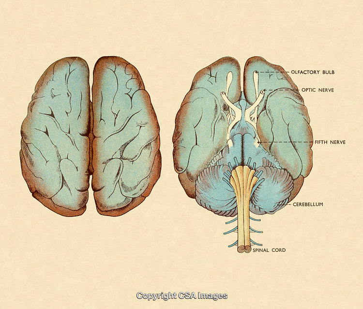 Vintage Medical Illustration of the Human Brain and Nerves Anatomy