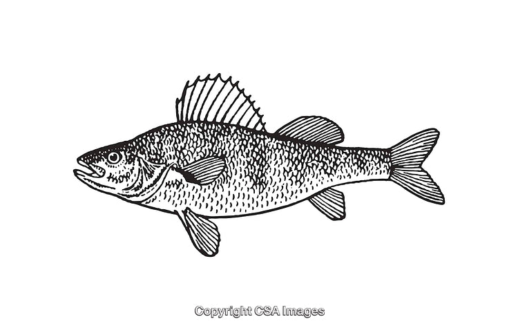 Black and White Line Art Illustration of a Detailed Fish