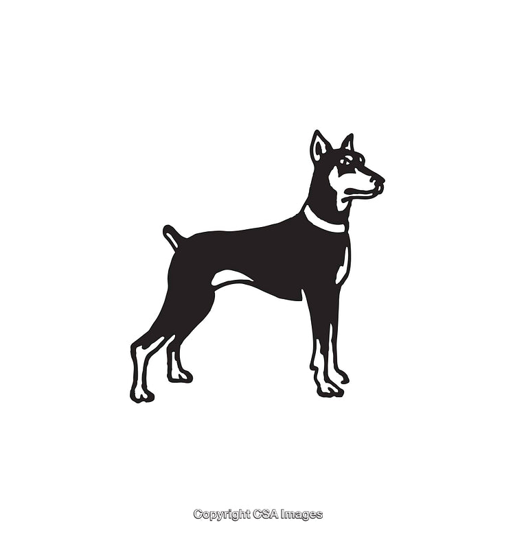 Black and White Line Art Illustration of a Doberman Dog