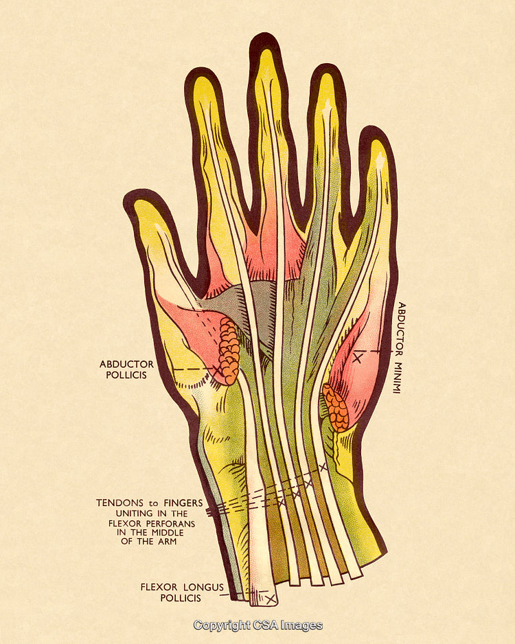 Illustration of Hand Anatomy Showing Muscles and Tendons in Palm Area