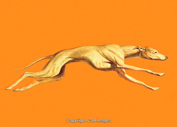 Sleek Greyhound Running Against a Vibrant Orange Background
