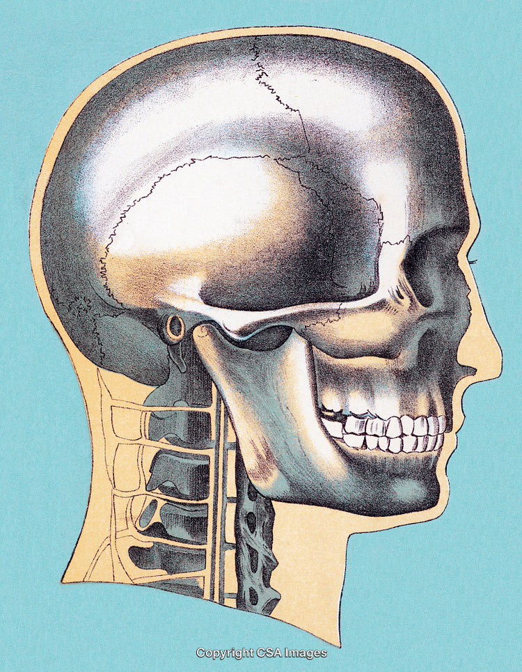 Cross-Sectional Illustration of Human Skull with Neck and Spine on Blue Background