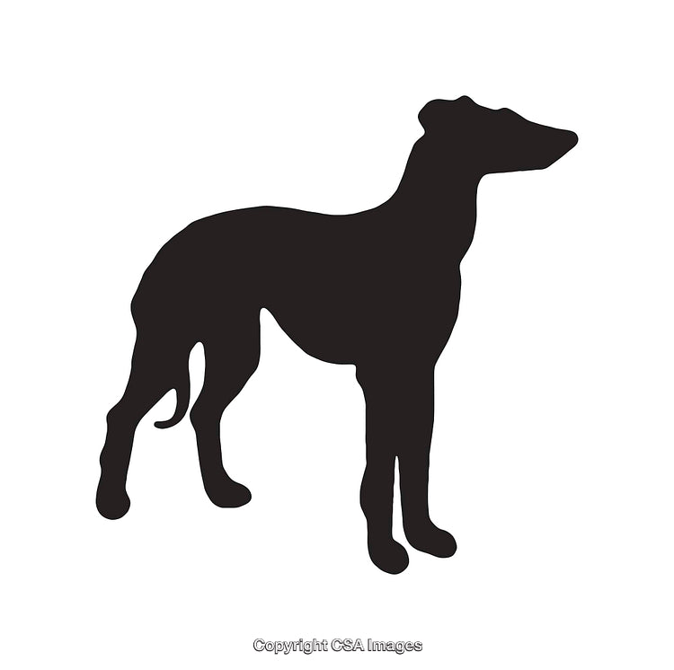 Elegant Silhouette of a Greyhound in Profile View on White Background