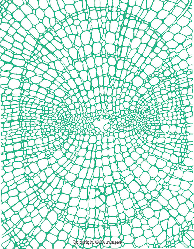 Green Geometric Cellular Pattern in Abstract Circular Symmetry Formation