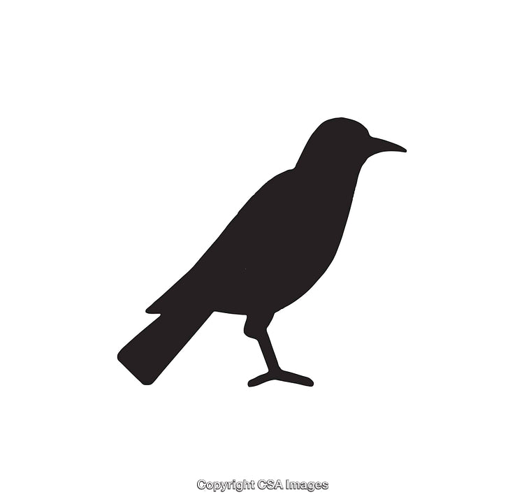 Black Silhouette of a Standing Bird on White Background