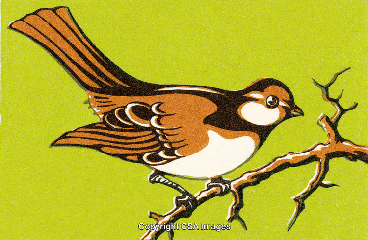 Illustration of a Songbird Perched on a Branch with a Green Background