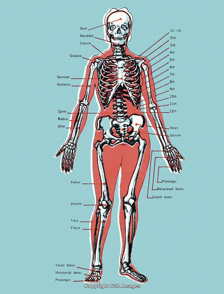 Labeled Human Skeletal Diagram on a Blue Background for Anatomy Reference