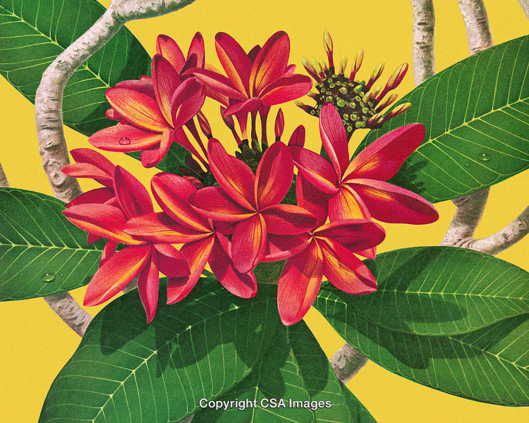 Vibrant Red Frangipani Flowers with Green Leaves on a Yellow Background