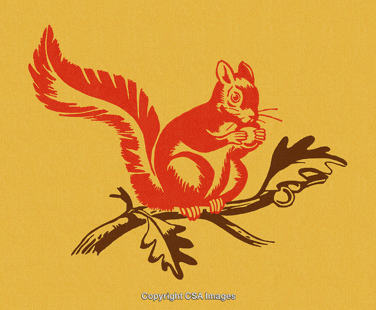 Vintage Illustration of Squirrel Sitting on Oak Branch in Retro Style