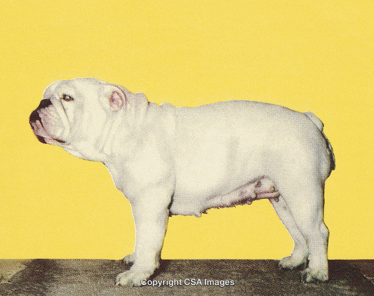 Stylized Portrait of a Bulldog Against a Bright Yellow Background