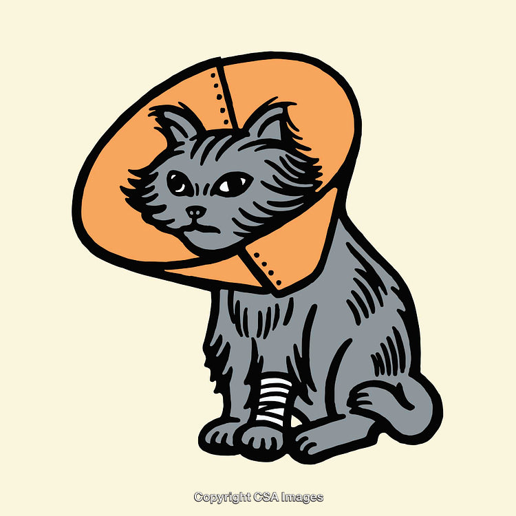 Illustration of Injured Cat Wearing Conical Collar for Protection and Recovery