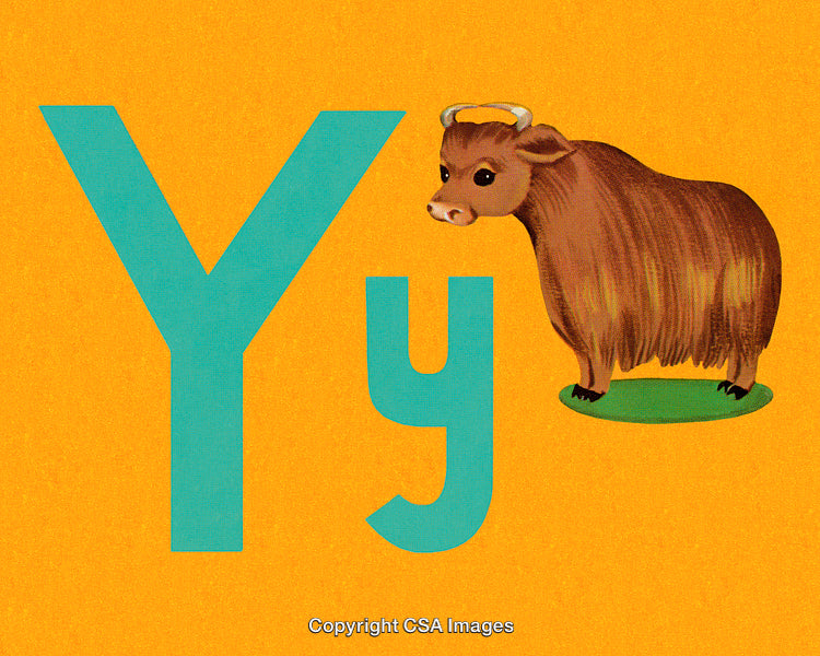 Alphabet Illustration Featuring The Letter Y Beside A Yak On Yellow Background