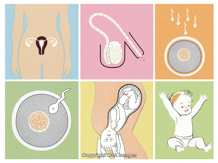 Illustration of the Human Life Cycle From Conception to Childhood