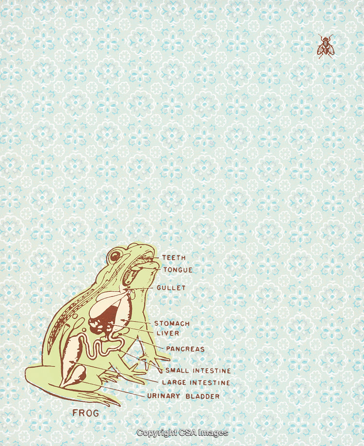 Vintage Frog Anatomy Illustration on a Patterned Blue Background