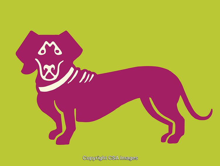 Stylized Line Art of Dachshund Dog with Bold Colors on Green Background