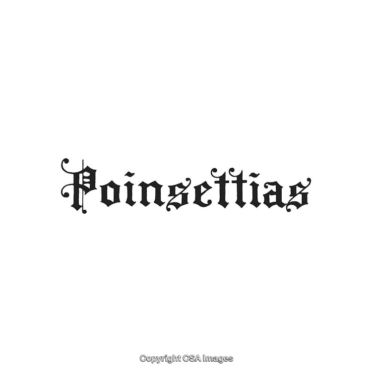 Decorative Blackletter Typography Design Featuring the Word 'Poinsettias'