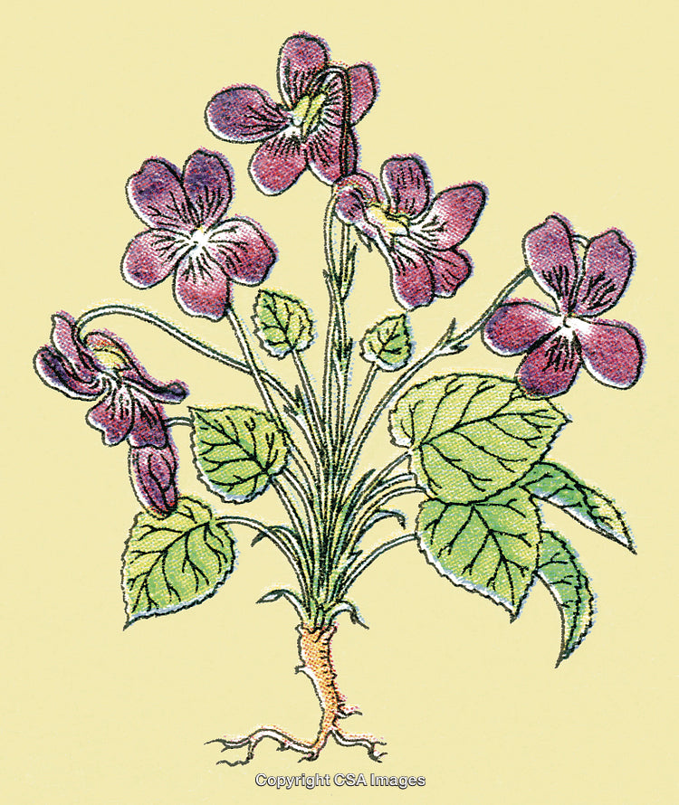 Violets
