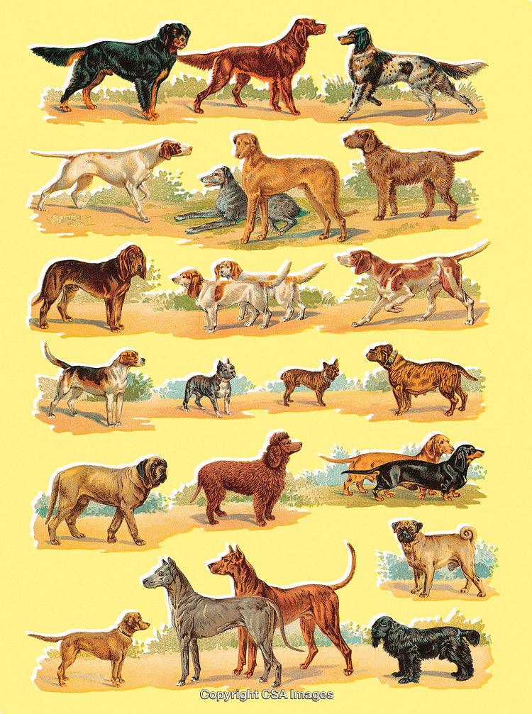 Engraved Illustrations of Various Dog Breeds on Yellow Background