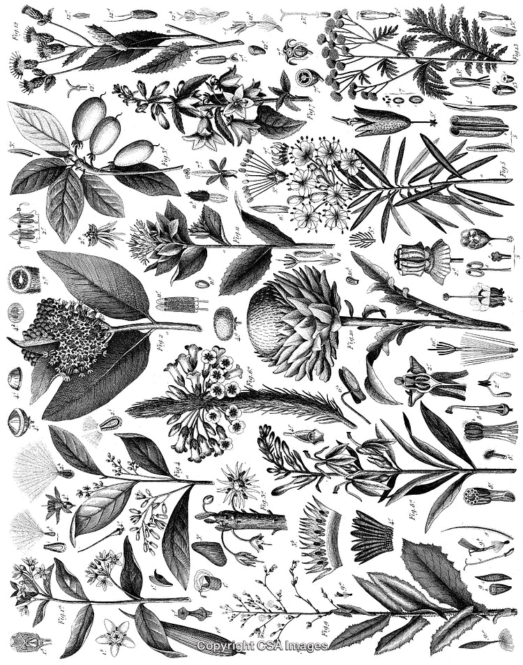 Intricate Black and White Engravings of Various Botanical Illustrations