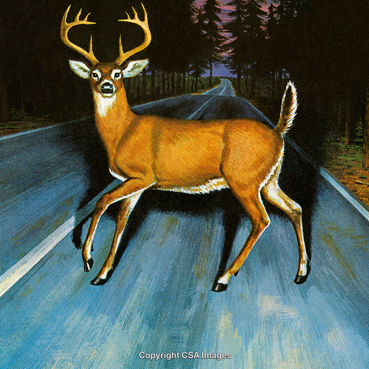 Serene Deer Standing on a Road Surrounded by Forest at Twilight