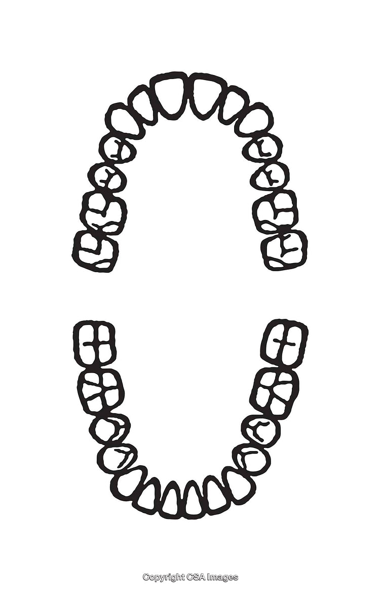 Dental Diagram Illustration of Upper and Lower Teeth in Black and White