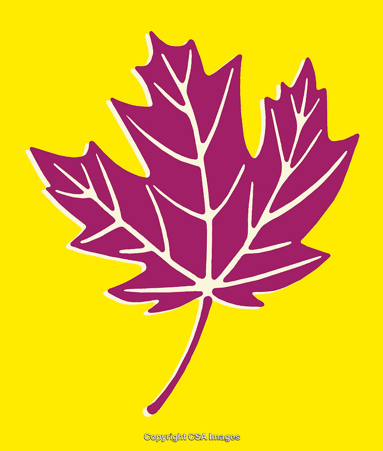 Vibrant Purple Maple Leaf Illustration on Bright Yellow Background