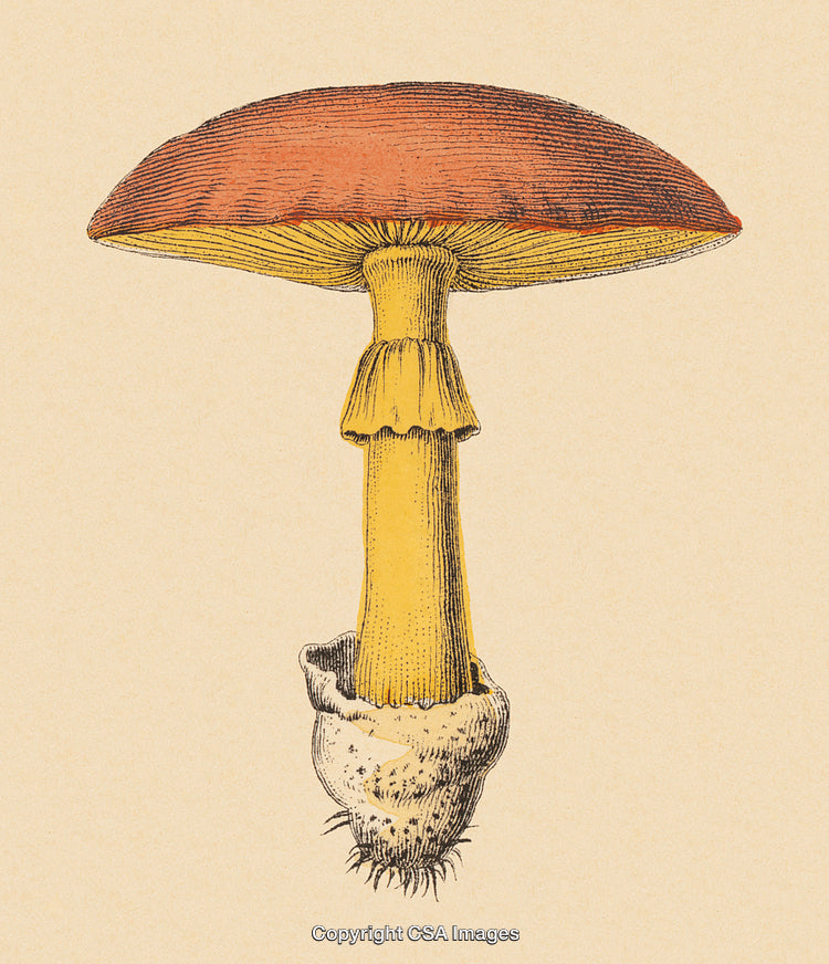 Vintage Scientific Illustration of a Single Mushroom on Beige Background
