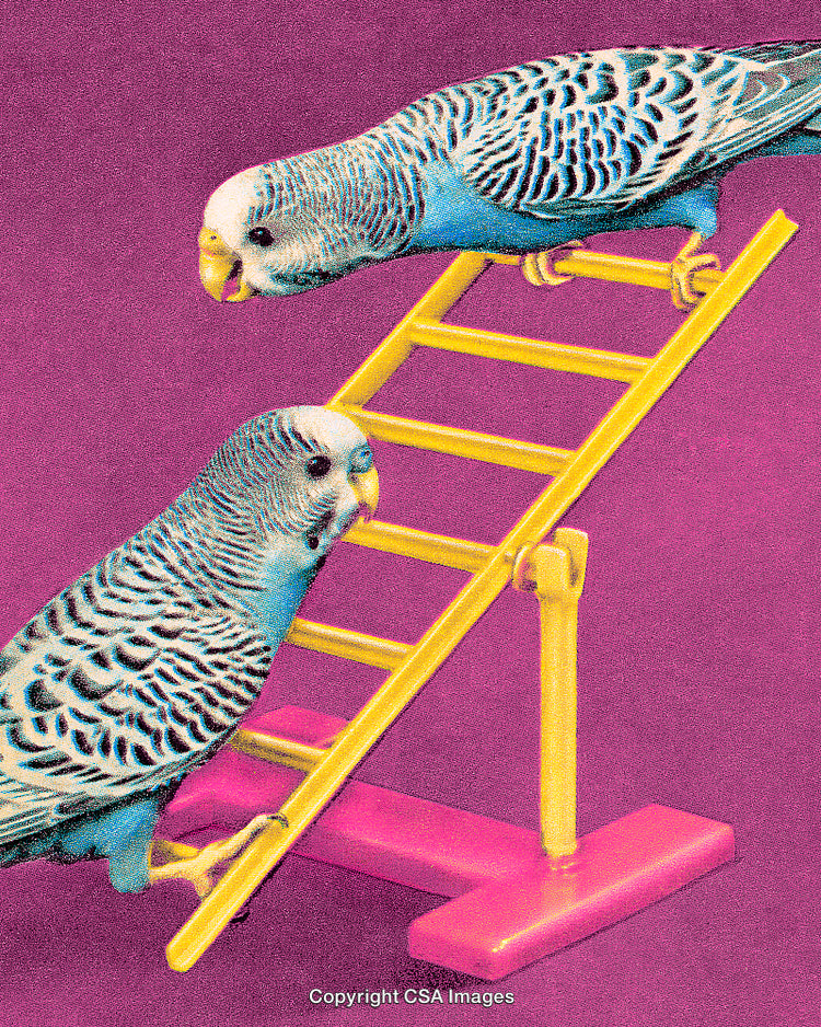 Two Parakeets on Ladder with Vibrant Background and Playful Atmosphere