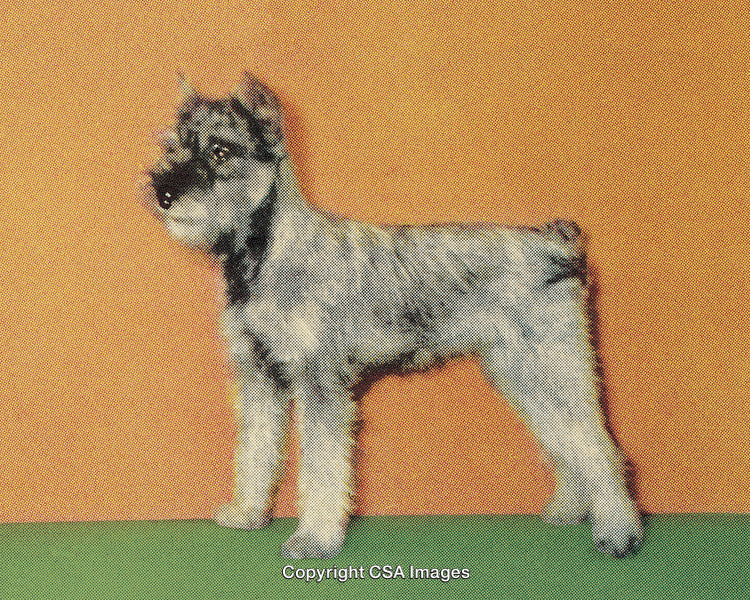Stylized Portrait of a Schnauzer Against a Colorful Vintage Background