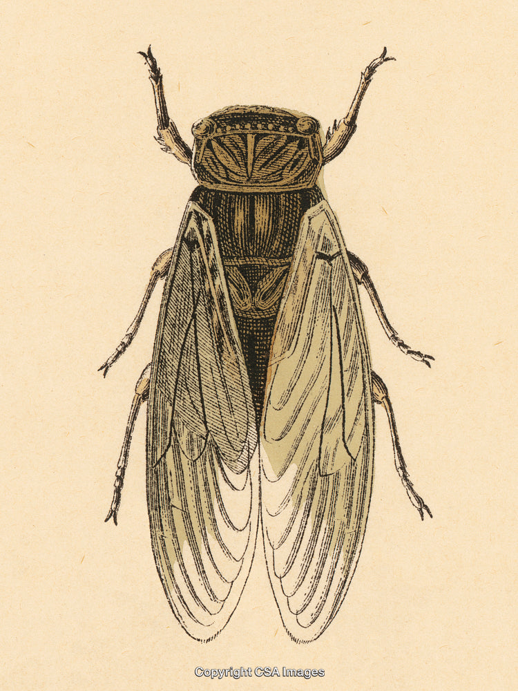 Detailed Illustration of a Cicada Insect with Textured Wing Patterns on Beige Background