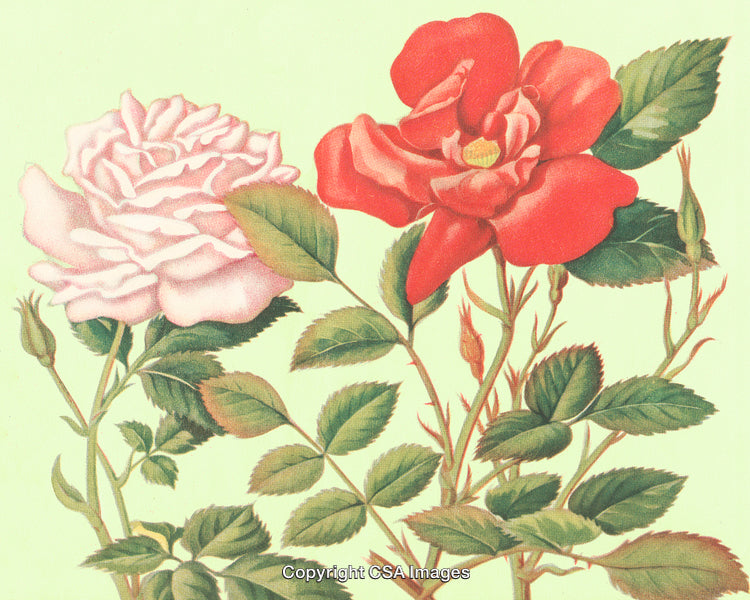 Beautiful Illustration of Two Roses in Red and Pink with Green Leaves