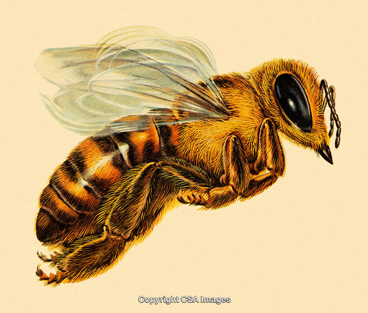 Detailed Illustration of a Bumblebee in Side Profile with a Clean Background