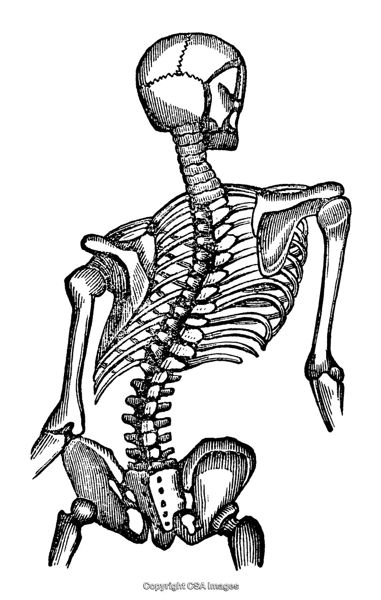 Detailed Black and White Engraving of Human Skeleton Anatomy from Side Perspective