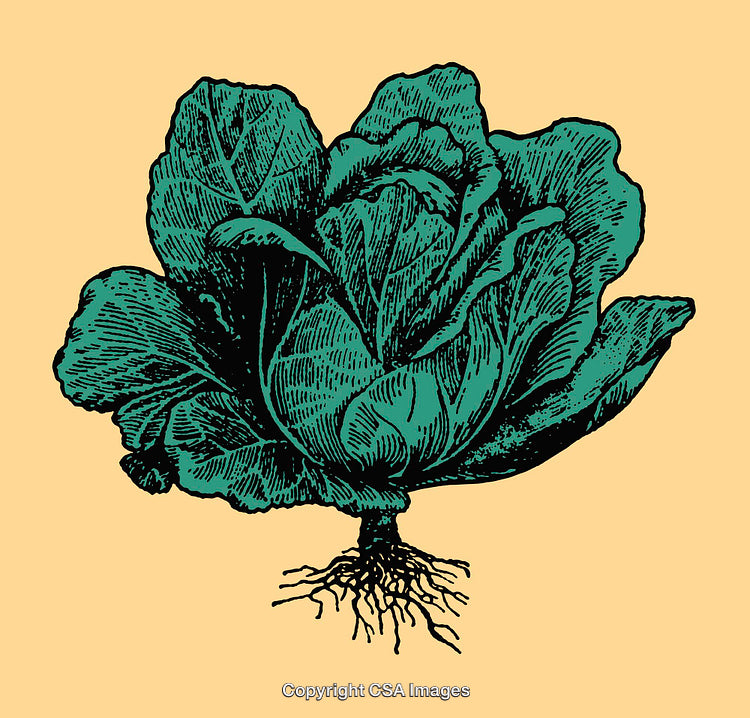 Detailed Color Line Art Illustration of a Lush Cabbage Plant