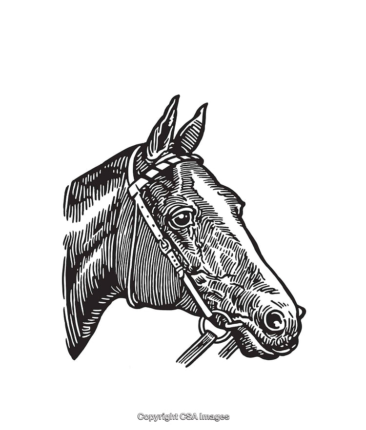 Detailed Line Art Illustration of a Horse Head in Black and White