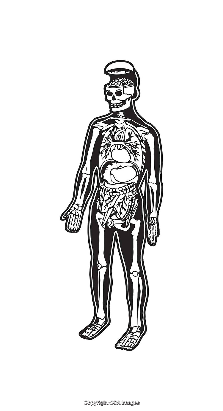 Black and White Human Anatomy Line Art Illustration with Internal Organs