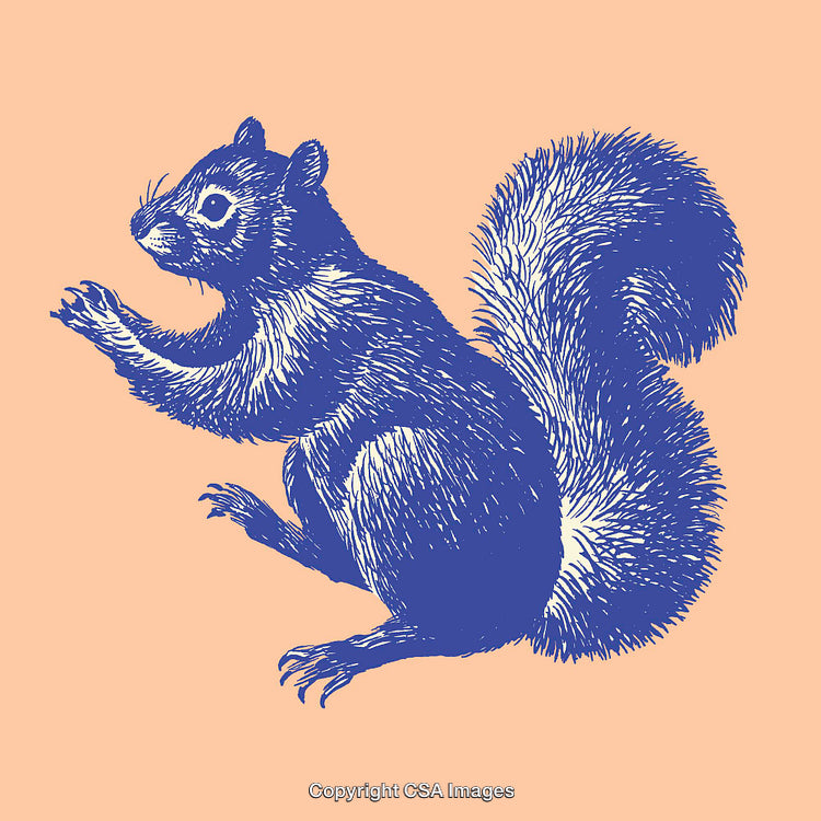 Hand-Drawn Illustration of a Squirrel in Blue on a Peach Background