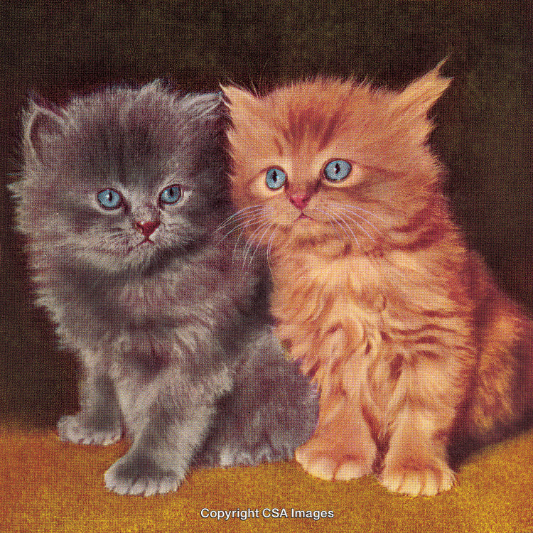 Pair of Fluffy Blue and Red Kittens Sitting Together in Vintage Style