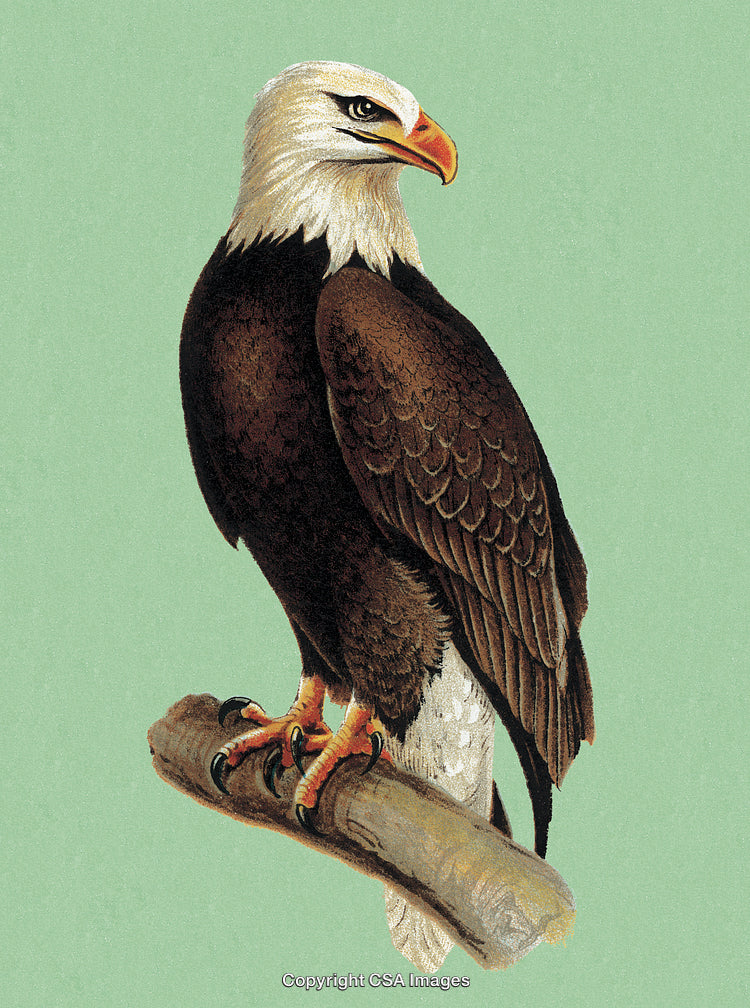 Majestic Bald Eagle Perched on a Branch with a Light Green Background