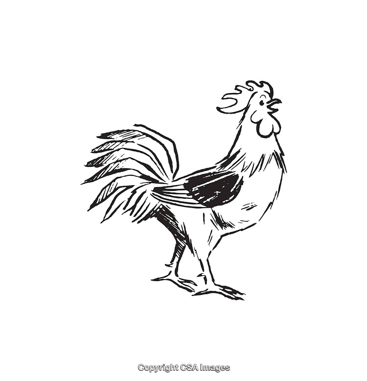 Hand-Drawn Black and White Line Art of a Crowing Rooster