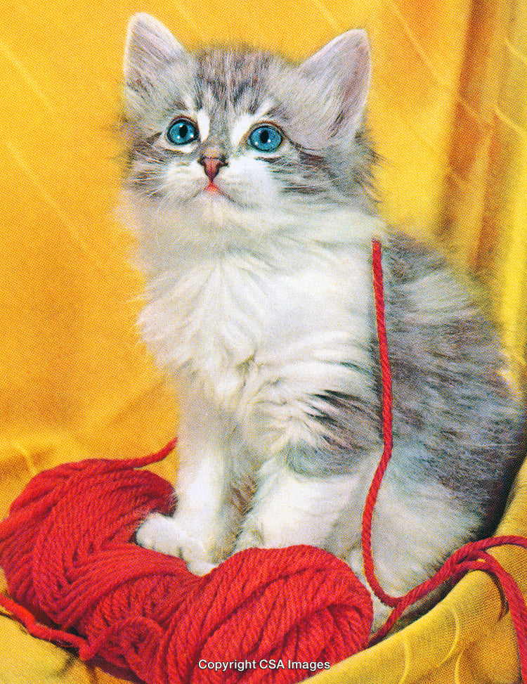 Adorable Gray Kitten on Yellow Backdrop Playing with Red Yarn