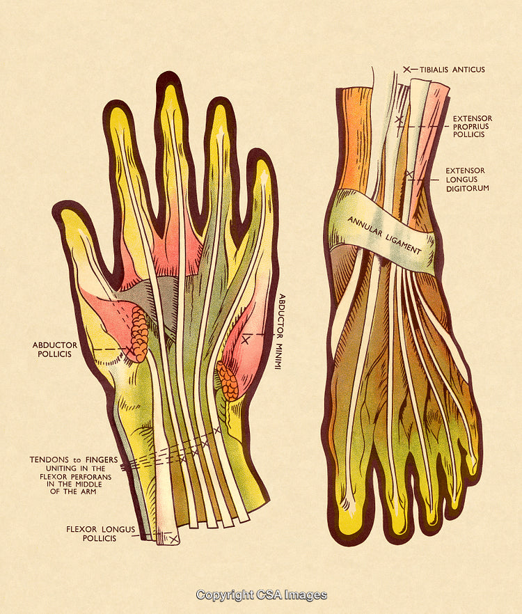 Detailed Anatomical Illustration of Hand and Finger Tendons