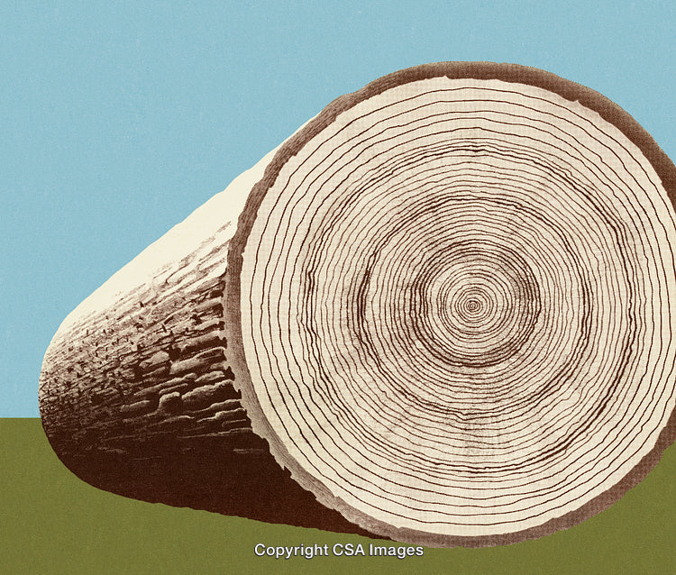 Close-Up View of Tree Trunk Rings Depicting Natural Growth Patterns